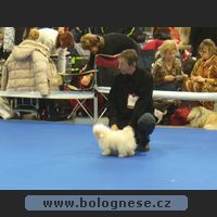 Boloňsk psk Eny v Brně