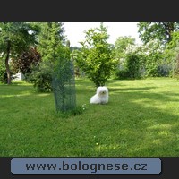 Boloňsk psk Eny