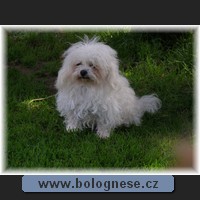 Boloňsk psk Eny