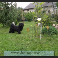 Kitti, Tsvenaya bolonka