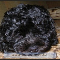 Kitti, Tsvenaya bolonka