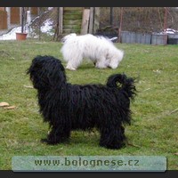 Kitti, Tsvenaya bolonka