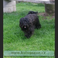 Kitti, Tsvenaya bolonka