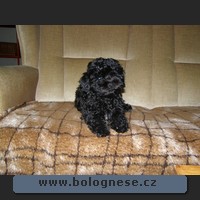 Kitti, Tsvenaya bolonka