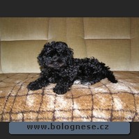 Kitti, Tsvenaya bolonka