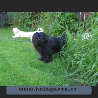 Kitti, Tsvenaya bolonka