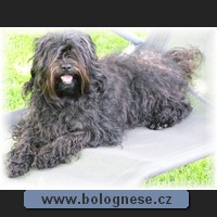 Kitti,Tsvetnaya Bolonka