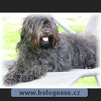 Kitti,Tsvetnaya Bolonka