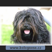 Kitti,Tsvetnaya Bolonka