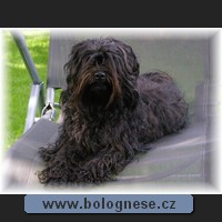 Kitti,Tsvetnaya Bolonka