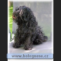 Kitti,Tsvetnaya Bolonka