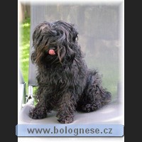 Kitti,Tsvetnaya Bolonka