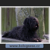 Kitti,Tsvetnaya Bolonka