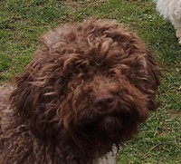 Lagotto Romagnolo