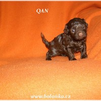 Bolonka Qan 00