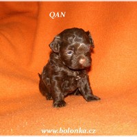 Bolonka Qan 94