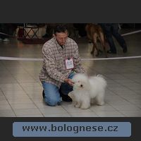 Bobo