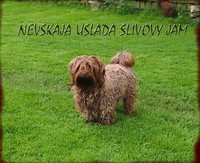 Dzhimik,Tsvetnaya Bolonka