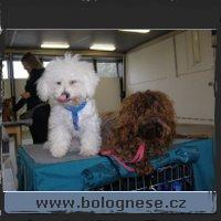 zoom Bobo