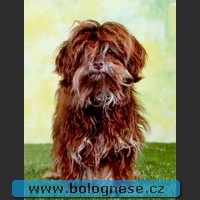 bolonka kuky 06