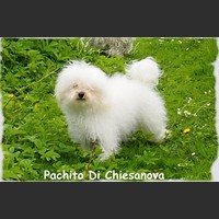 Zoom Bolognese Pachito