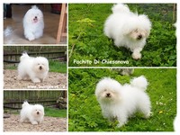 Zoom Bolognese Pachito