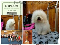 Zoom Bolognese Pachito