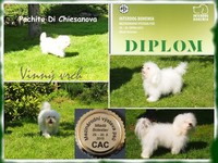 Zoom Bolognese Pachito