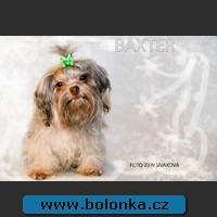 Bolonka Yukon