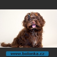 Bolonka Yukon