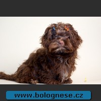 Bolonka Yukon