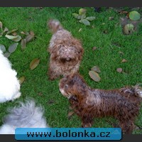 Bolonka Yukon