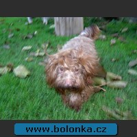 Bolonka Yukon
