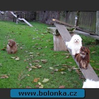 Bolonka Yukon
