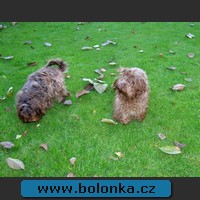 Bolonka Yukon