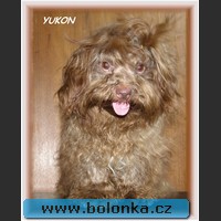 Bolonka Yukon