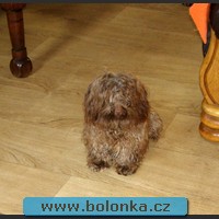 Bolonka Yukon