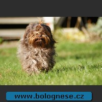 Puppies for sale
