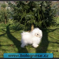 Puppies for sale