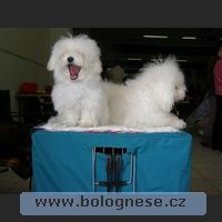 Carmen & Bobo