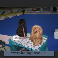 Oudy a Kitti,Tsvetnaya Bolonka