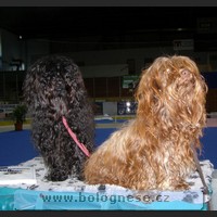 Oudy a Kitti,Tsvetnaya Bolonka