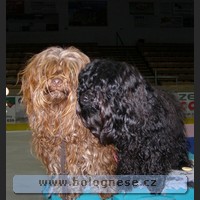 Oudy a Kitti,Tsvetnaya Bolonka