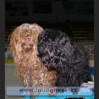 Kitti and Koudy, Russkaya Tsvetnaya Bolonka