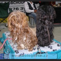 Oudy a Kitti,Tsvetnaya Bolonka