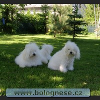 Eny, Bolognese