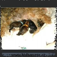 060808-puppyAD1_small.jpg