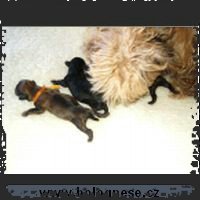 060809-puppyAD2_small.jpg