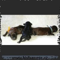060809-puppyAD3_small.jpg