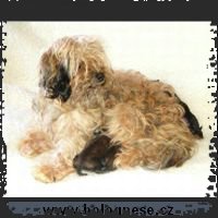 060809-puppyAD4_small.jpg